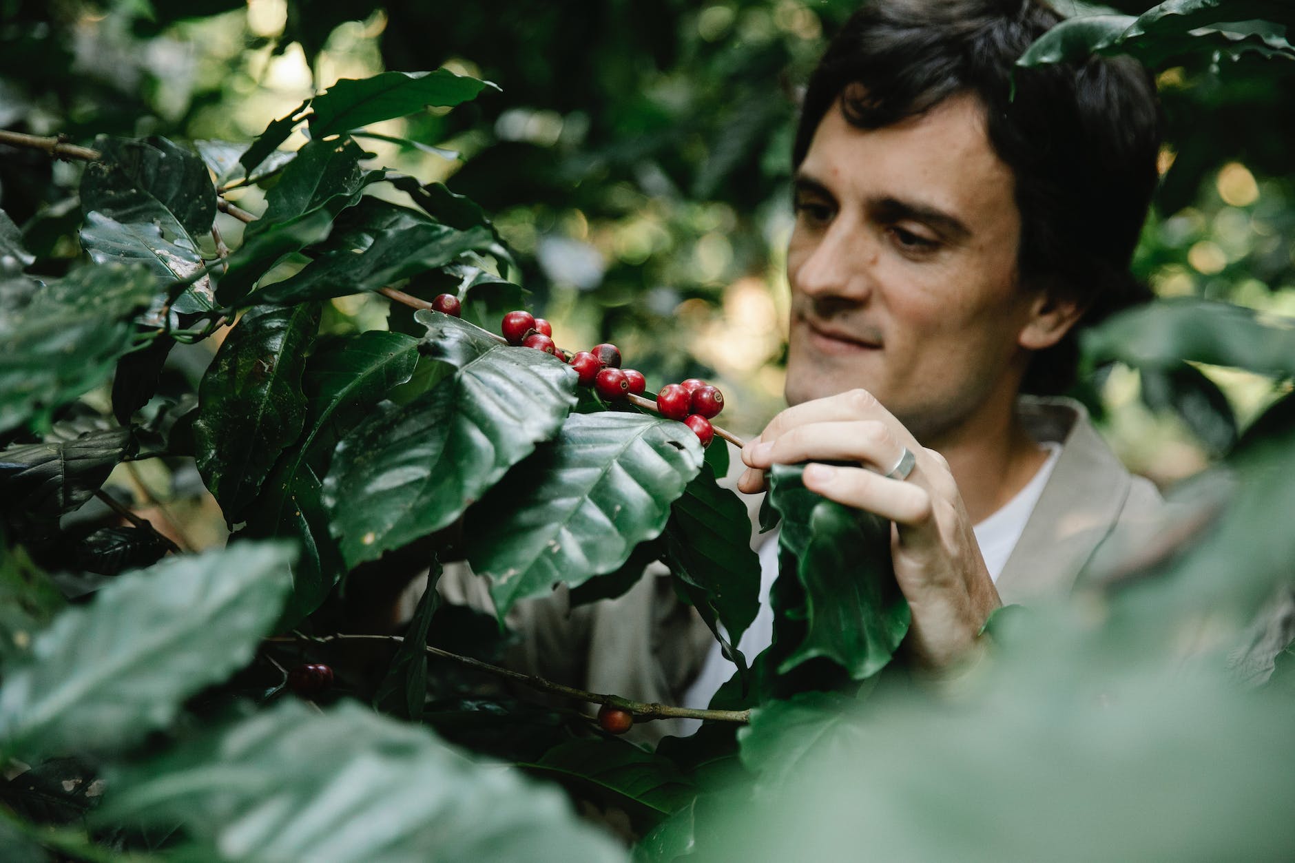 crop male gardener inspecting coffee berries on tree in plantation