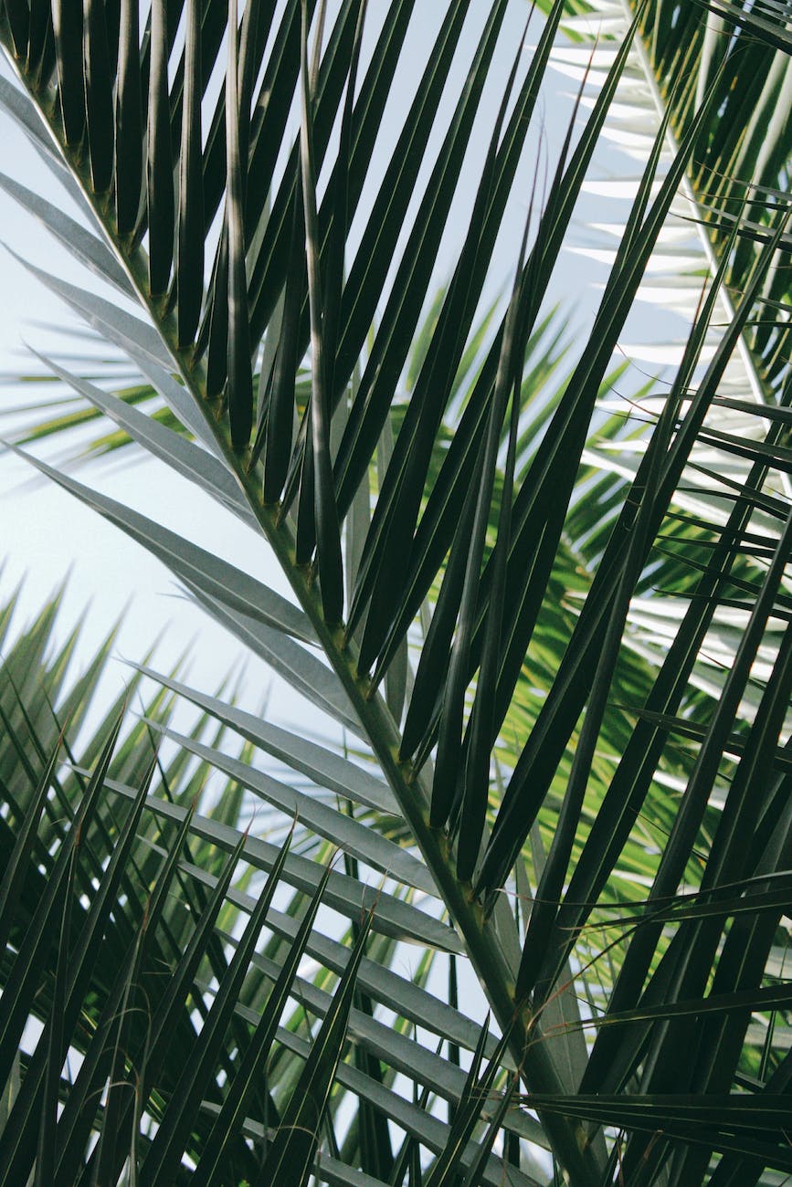 tropical leaves in sunlight