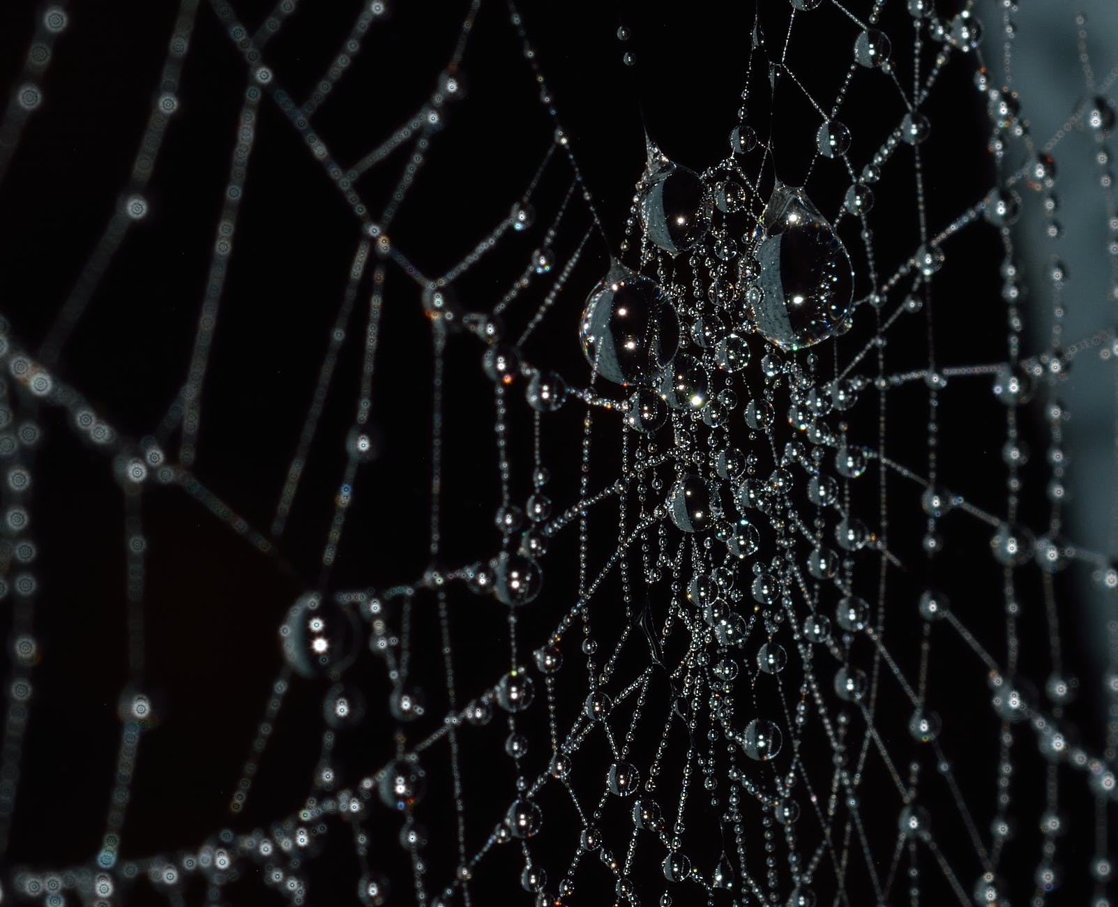 arachnid close up cobweb connection