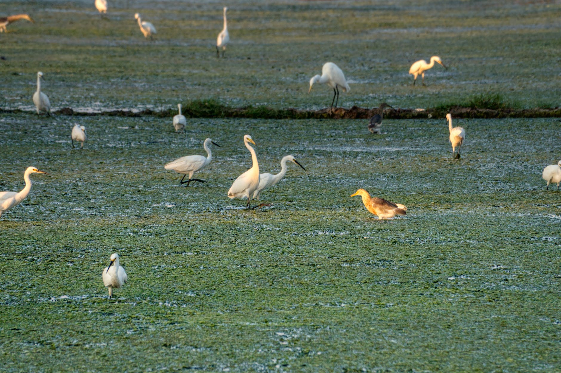 great egrets and squacco heron on green sea coast